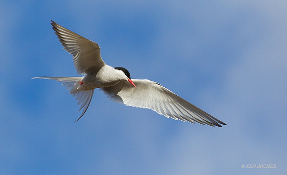 NMAT00800 - Arctic Tern