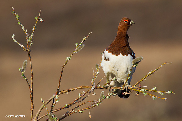 Willow Ptarmigan - NMWP00271