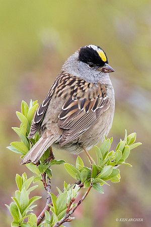 NMGS00180 - Golden-crowned Sparrow