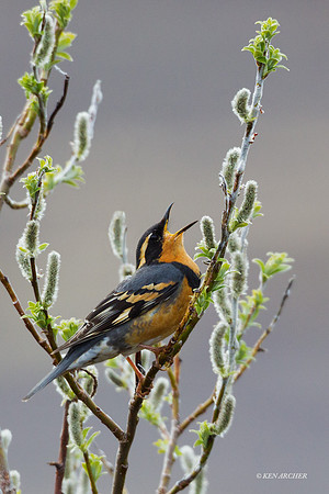 NMVT00019 - Varied Thrush