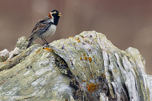 Lapland Longspur - NMLL00123