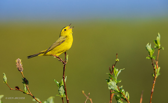 NMWW00349 - Willson's Warbler