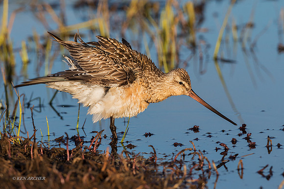 NMBG00152 - Bar-tailed Godwit