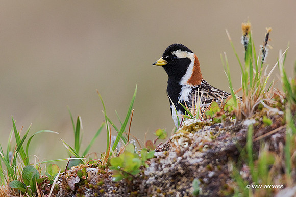 NMLL00551 - Lapland Longspur