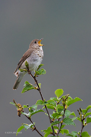 NMGT00200 - Gray-cheeked Thrush