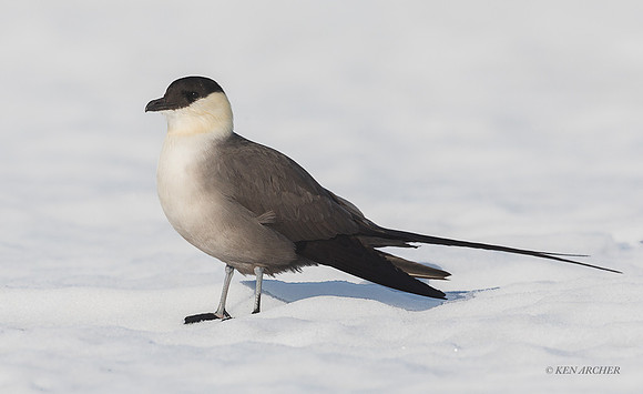 NMLJ01844 - Long-tailed Jaeger