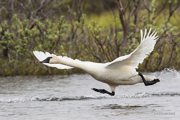 NMTS00192 - Tundra Swan