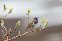 BLTH02242 - Bluethroat