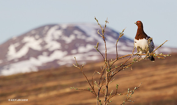 Willow Ptarmigan - NMWP00280
