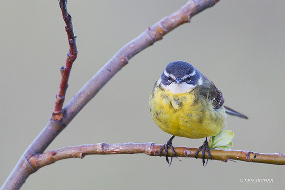 NMYW00230 - Eastern Yellow Wagtail