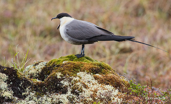 NMLJ01009 - Long-tailed Jaeger
