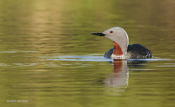 NMRL01454 - Red-throated Loon