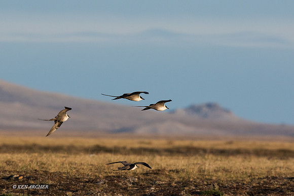 NMLJ00975 - Long-tailed Jaeger
