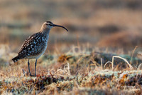 Bristled-thighed Curlew - BTCW00043