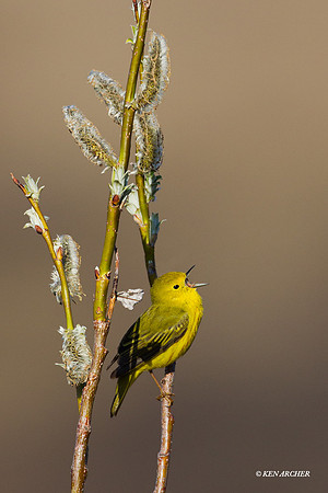NMYR00099 Yellow Warbler