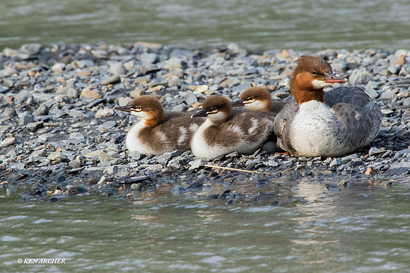 SDCM00118 Common Merganser