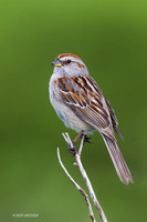 ATSP00111 - American Tree Sparrow