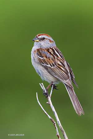 ATSP00111 - American Tree Sparrow