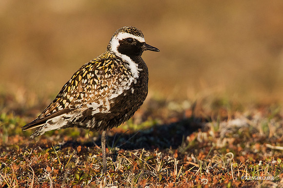 NMGP00345 - Pacific Golden Plover