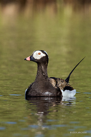 NMLD01387 - Long-tailed Duck