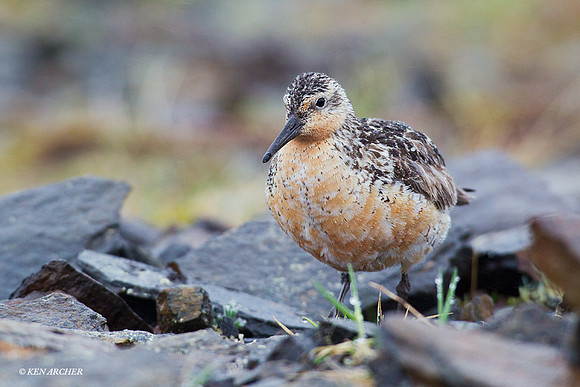 Red Knot - NMRK00030