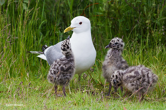 SDMG00163 - Mew Gull