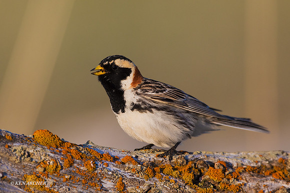 NMLL00480 - Lapland Longspur