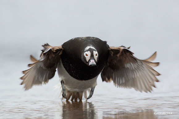 NMLD00488 Long-tailed Duck