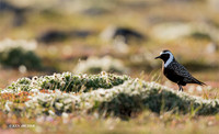 AMGP01284 - American Golden Plover
