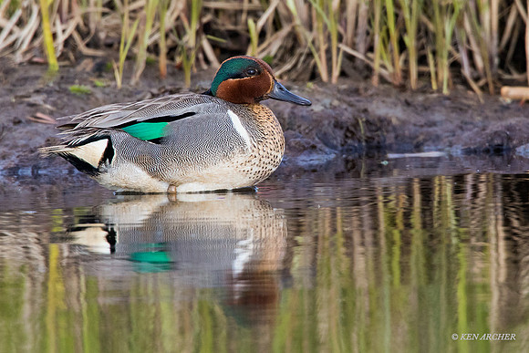 NMGW00204 - Green-winged Teal