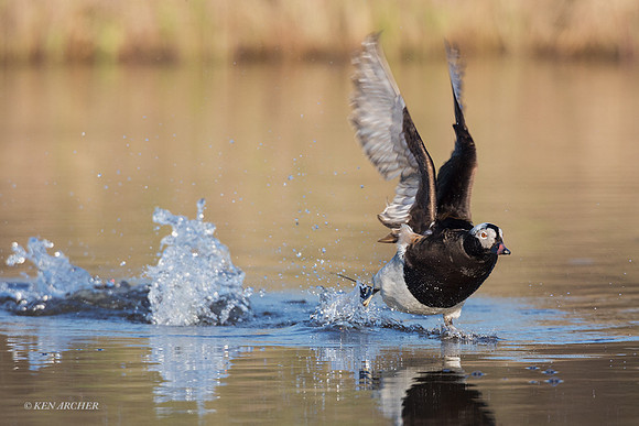 NMLD02064 - Long-tailed Duck
