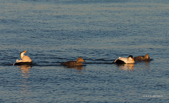 NMCE00111 - Common Eider
