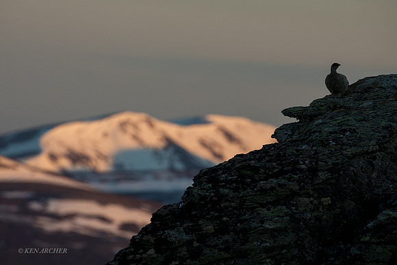 NMRM00901 - Rock Ptarmigan