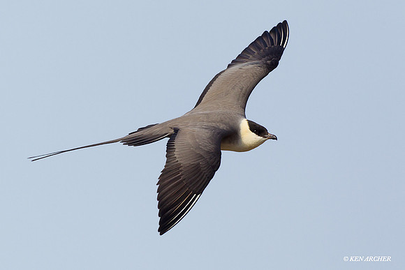 NMLJ00222 Long-tailed Jaeger