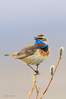 BLTR00735a Bluethroat