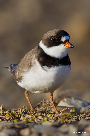 NMSP00066 Semipalmated Plover