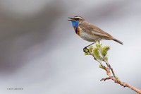 BLTH02261 - Bluethroat