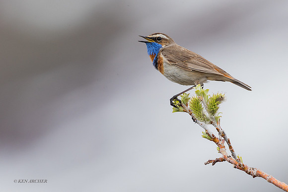 BLTH02261 - Bluethroat