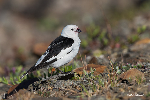 NMSB00258 - Snow Bunting