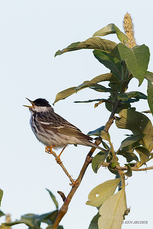 NMBW00066 - Blackpoll Warbler