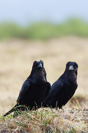 NMRN00055 Raven