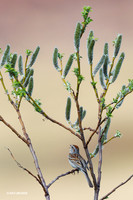 ATSP00033 American Tree Sprarrow