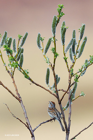 ATSP00033 American Tree Sprarrow