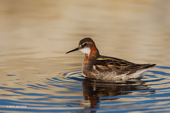 NMRP00756 - Red-necked Phalarope