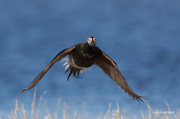 NMLD01936 - Long-tailed Duck