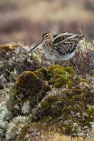 NMSE00096 - Common Snipe