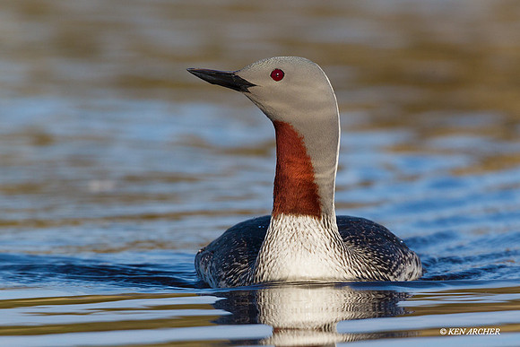 NMRL01176 - Red-throated Loon