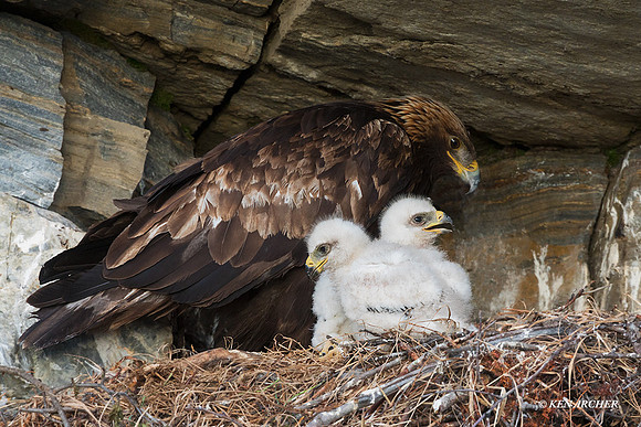 NMGE101015 - Golden Eagle