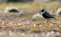AMGP01285 - American Golden Plover