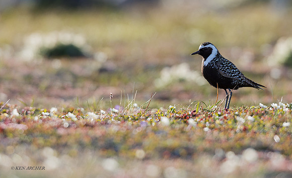 AMGP01285 - American Golden Plover